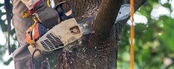 Best Tree Maintenance Programs  in Hudson, TX