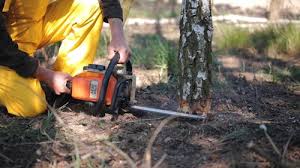 Best Tree and Shrub Care  in Hudson, TX