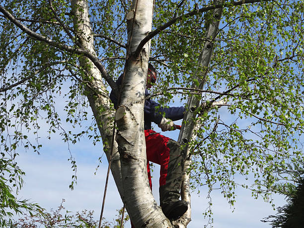 Best Tree Preservation Services  in Hudson, TX